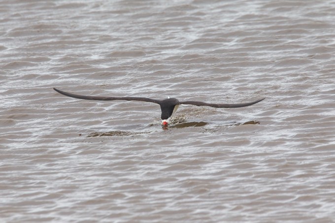 Black_Skimmer_v2_brig_5_17_43G4407