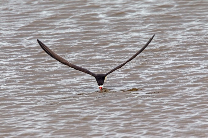 Black_Skimmer_v2_brig_5_17_43G4409