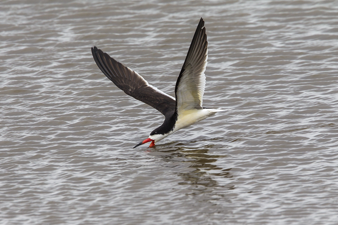 Black_skimmer_v2_brig_5_17_43G4418