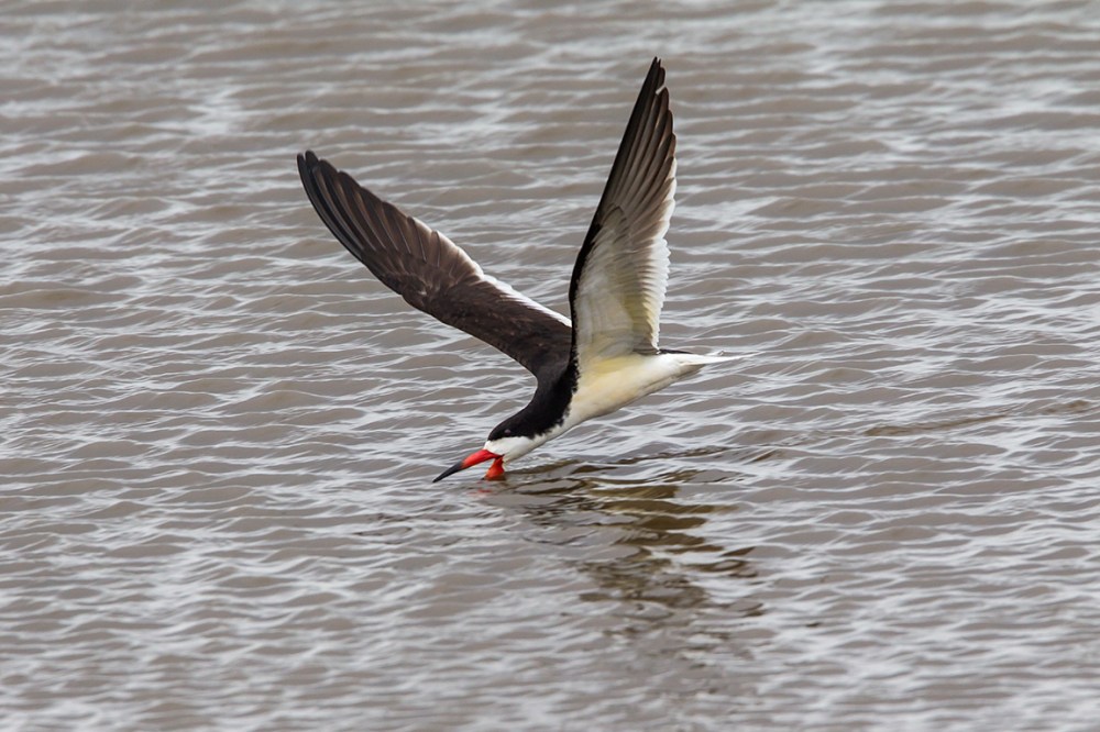 Black_skimmer_v2_brig_5_17_43G4418