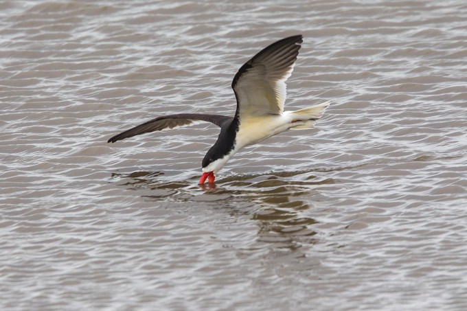 Black_skimmer_v2_brig_5_17_43G4419