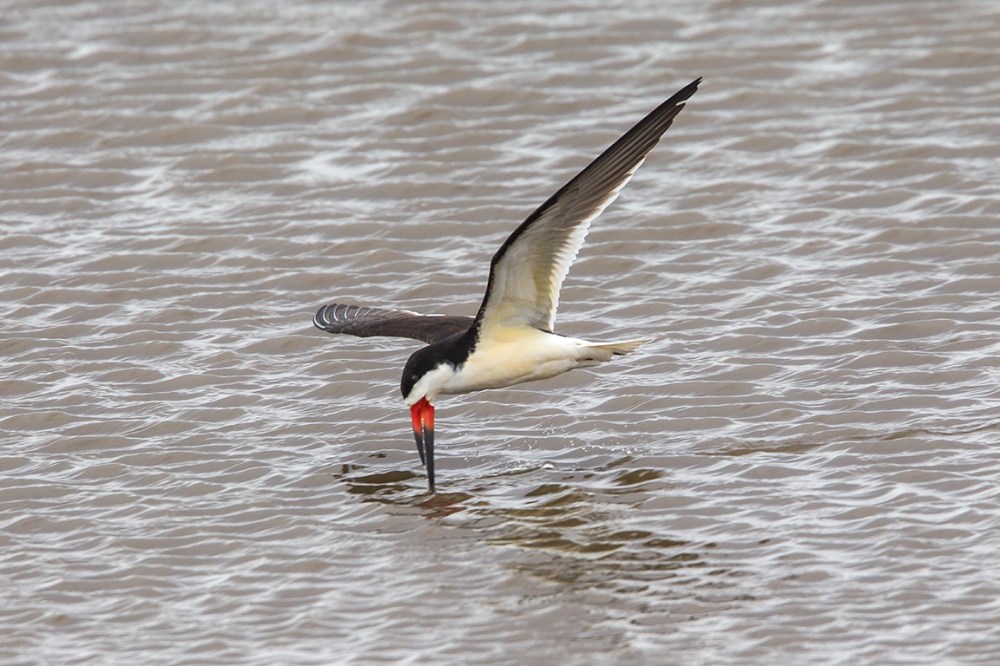 Black_skimmer_v2_brig_5_17_43G4420