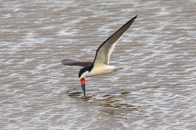 Black_skimmer_v2_brig_5_17_43G4420