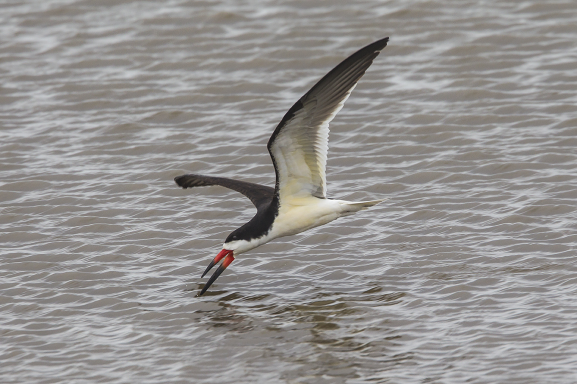 Black_skimmer_v2_brig_5_17_43G4421