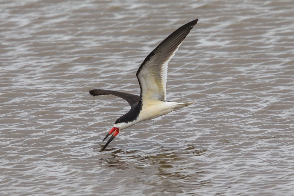 Black_skimmer_v2_brig_5_17_43G4421