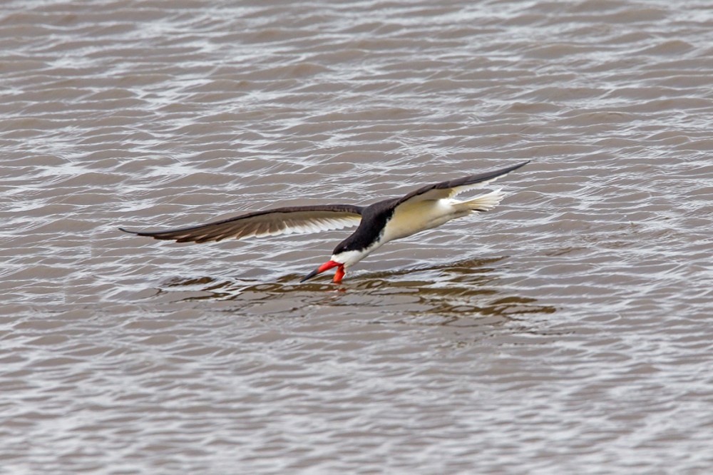 Black_skimmer_v3_brig_5_17_43G4414