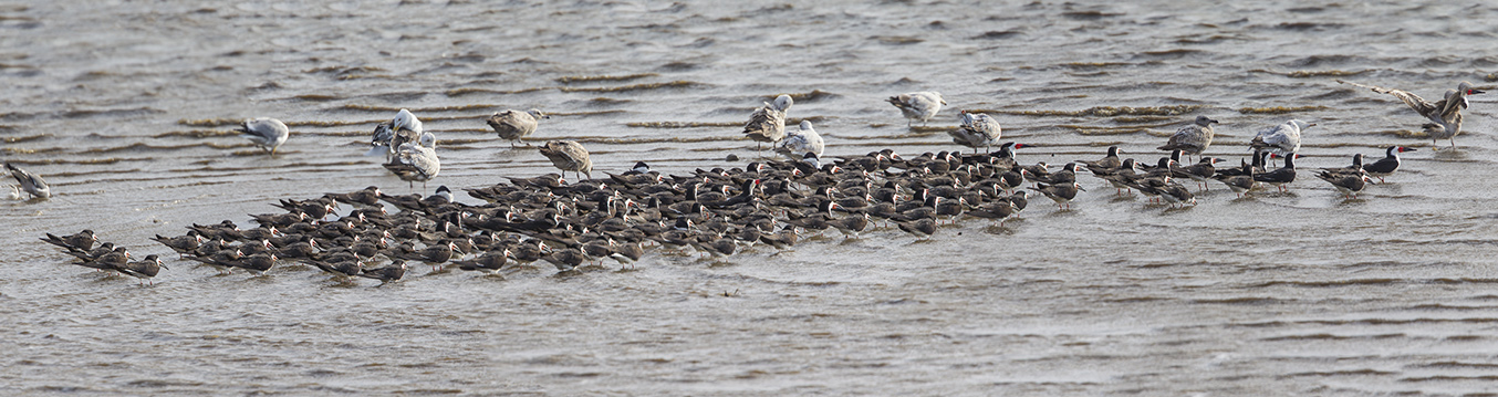 Blk Skimmers &Gulls 7sht pano brig 5 17