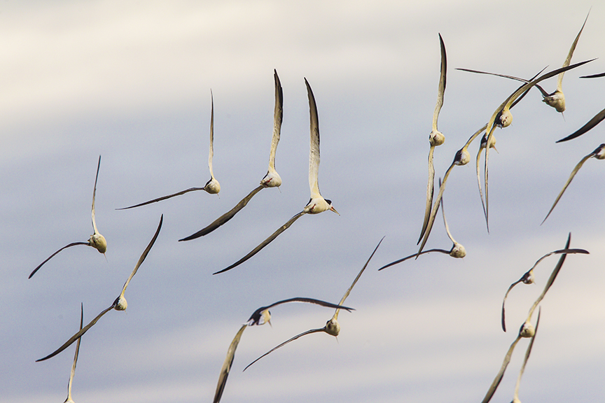 Blk Skimmers TO v2 Brig 5_17_43G0867
