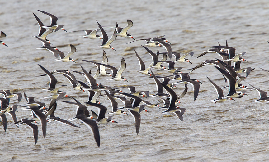 Blk Skimmers v1 Brig 5 17 A_43G0885