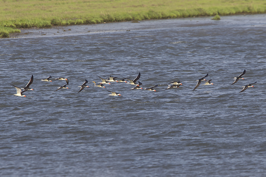 Blk Skimmers v3 Brig 5 17_43G2107