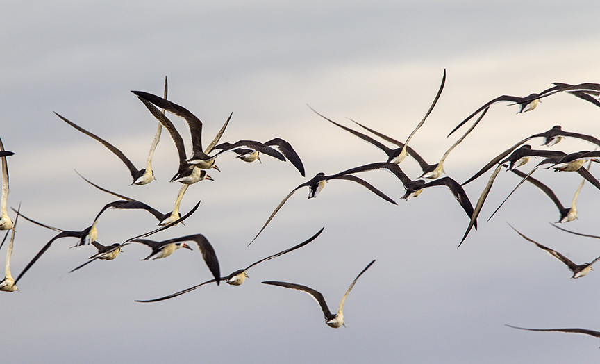 Blk Skmr TO Brig 5 17 v1_43G0863