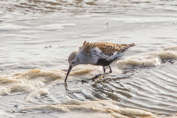 Dunlin v2 brig 5 17_43G1269