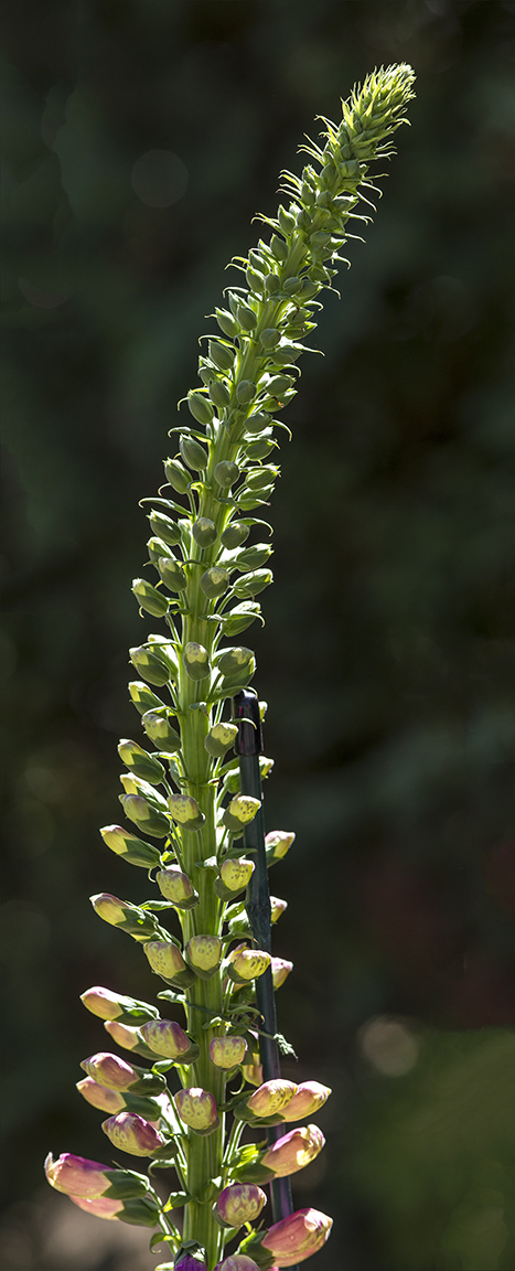 foxglove 3sht pano v5 LW