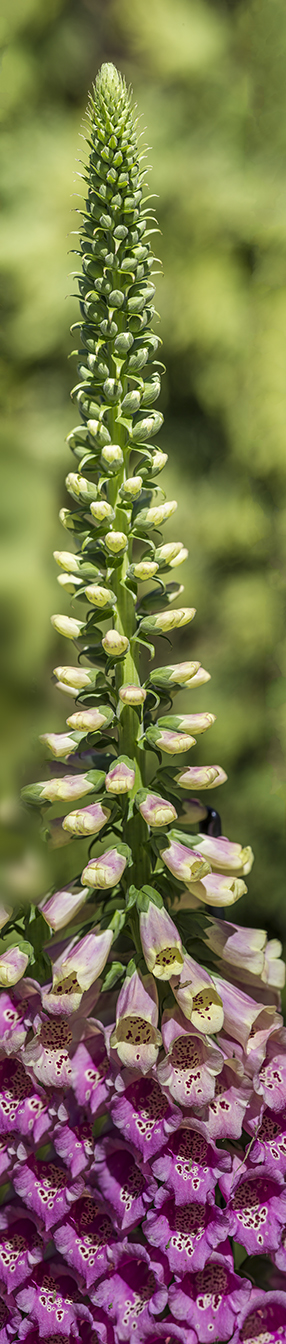 Foxglove 8 sht pano_v5_LW