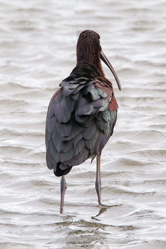 Glossy Ibis v2 Brig 5_17_43G0656