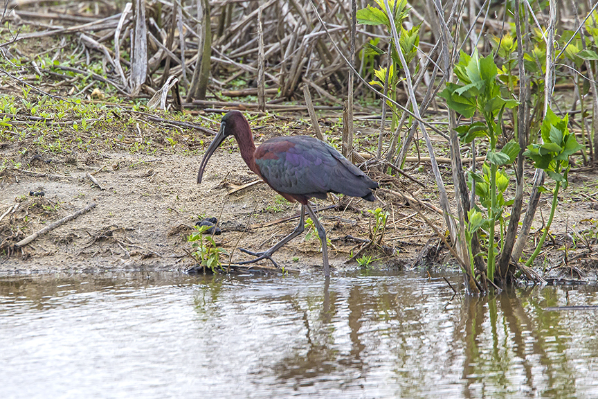 _Glossy_Ibis_v2 Brig_17_43G0592