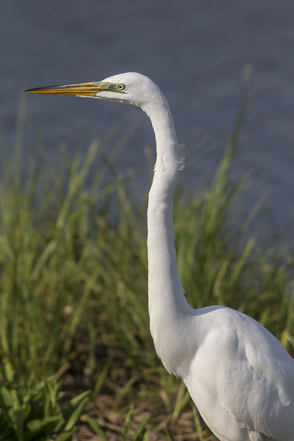 Great Egret v1 Brig 5 17_43G2715 2