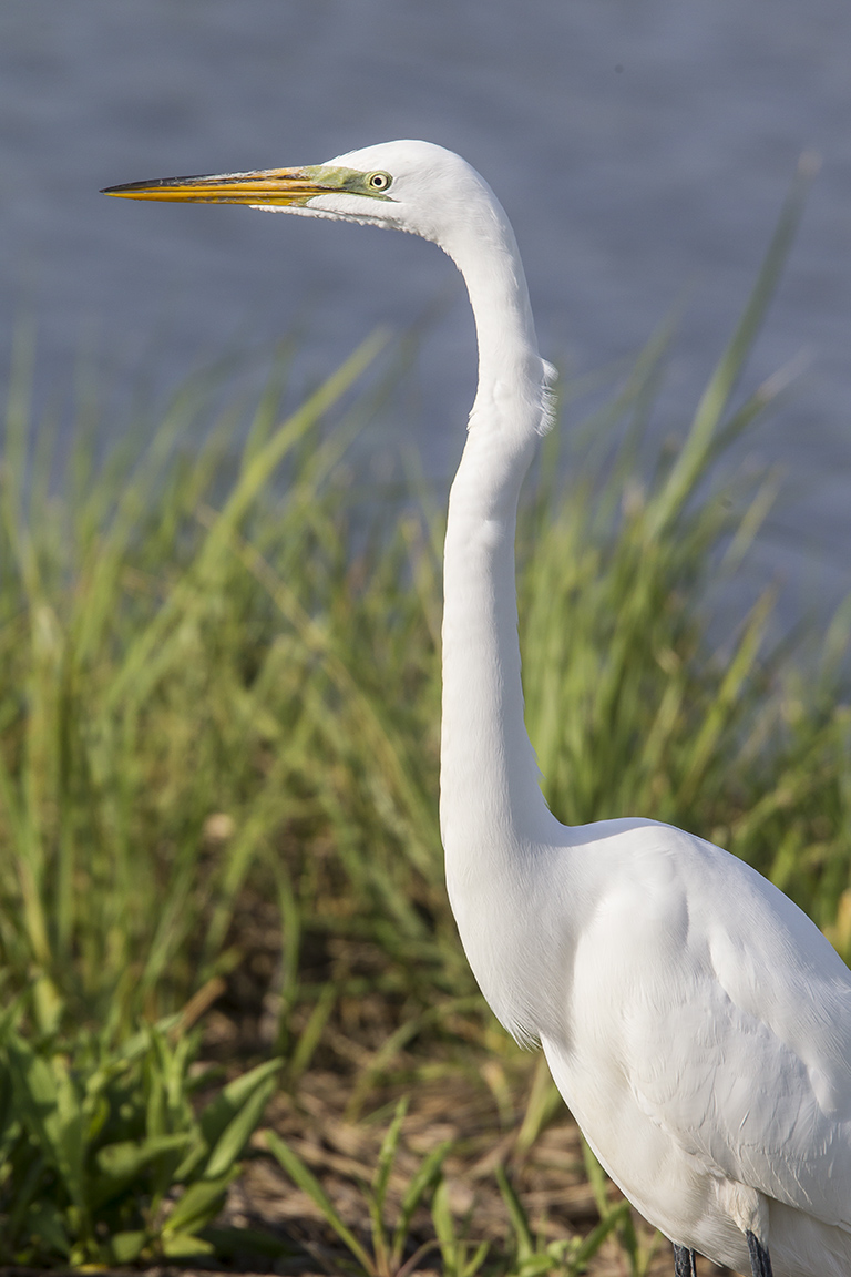 Great Egret v1 brig 5 17_43G2718 2