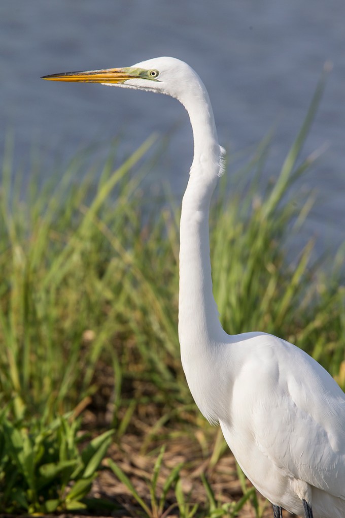Great Egret v1 brig 5 17_43G2718 2