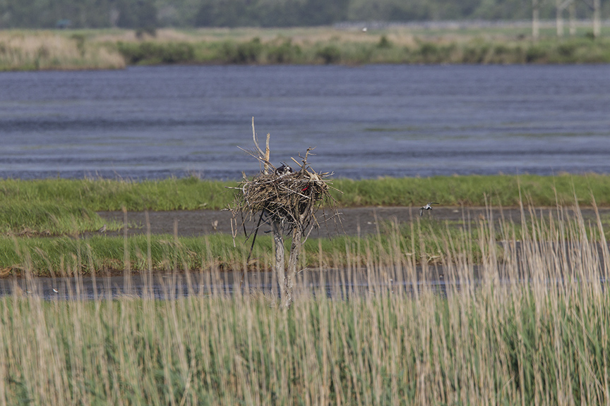 Osprey Nest sm tree v1 Brig 5 17_43G2853 2