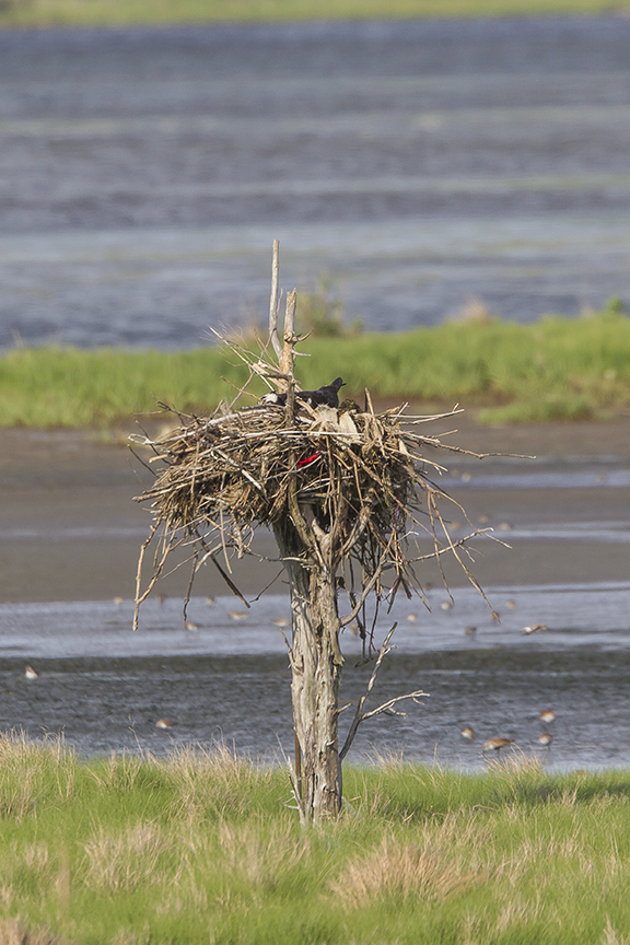 Osprey nest sm tree v3 Brig 5 17__43G2880 2-2