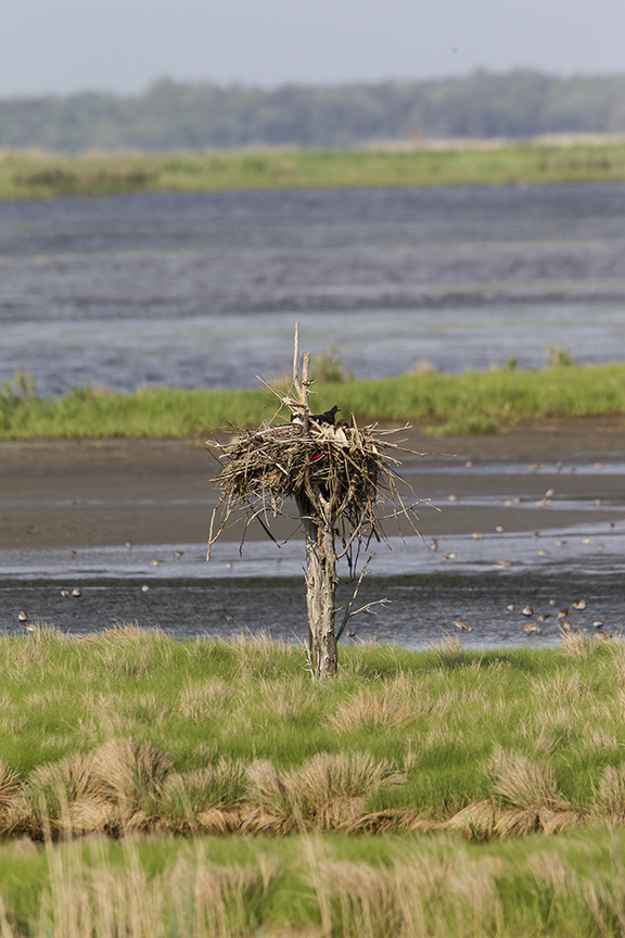 Osprey nest tree v1 brig 5 17_43G2923 2