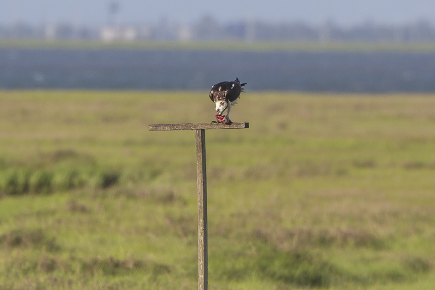 Osprey Platform B Male w_fish v2 43G2363 2