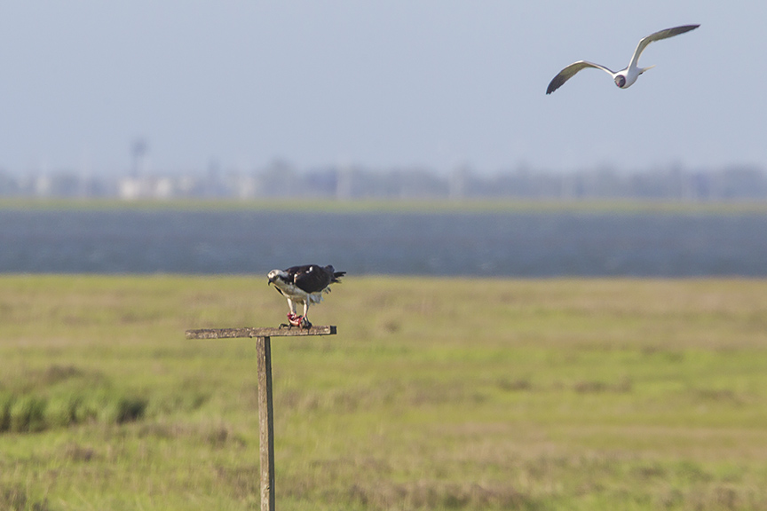 Osprey Platform B Male_43G2357 v2