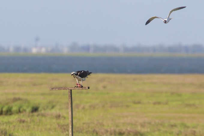 Osprey Platform B Male_43G2357 v2
