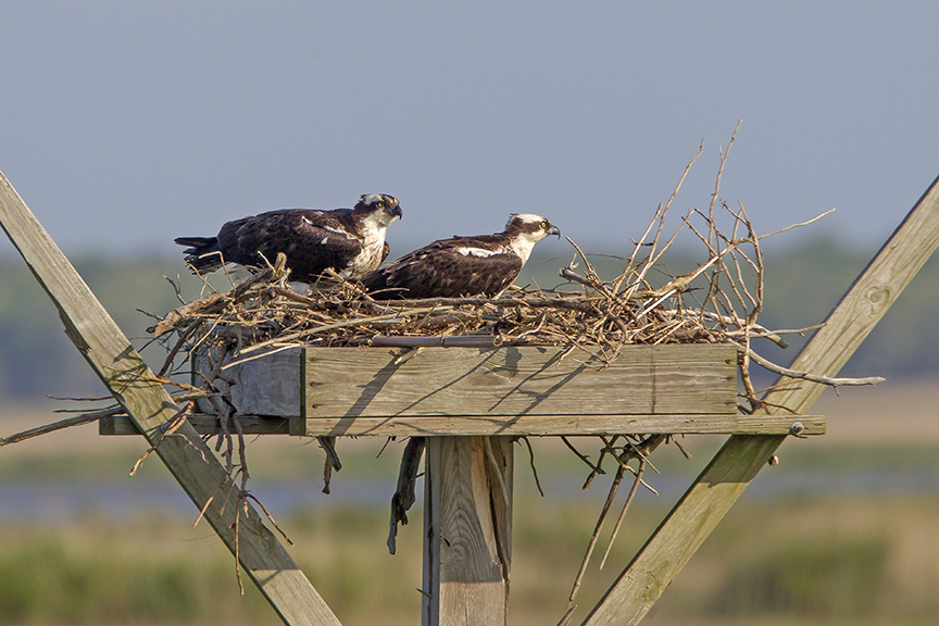 Osprey Platform C_ v4 43G2428 2