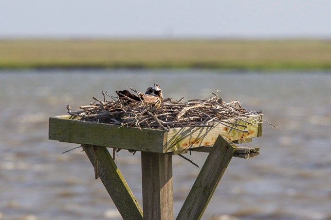 Osprey Platform D v2 Brig 5 17