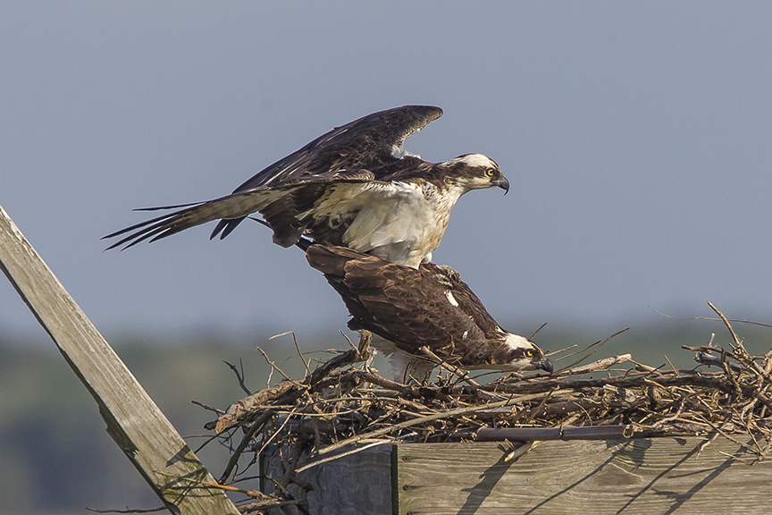 Ospreys mating v3 Brig 5 17_43G2541 2