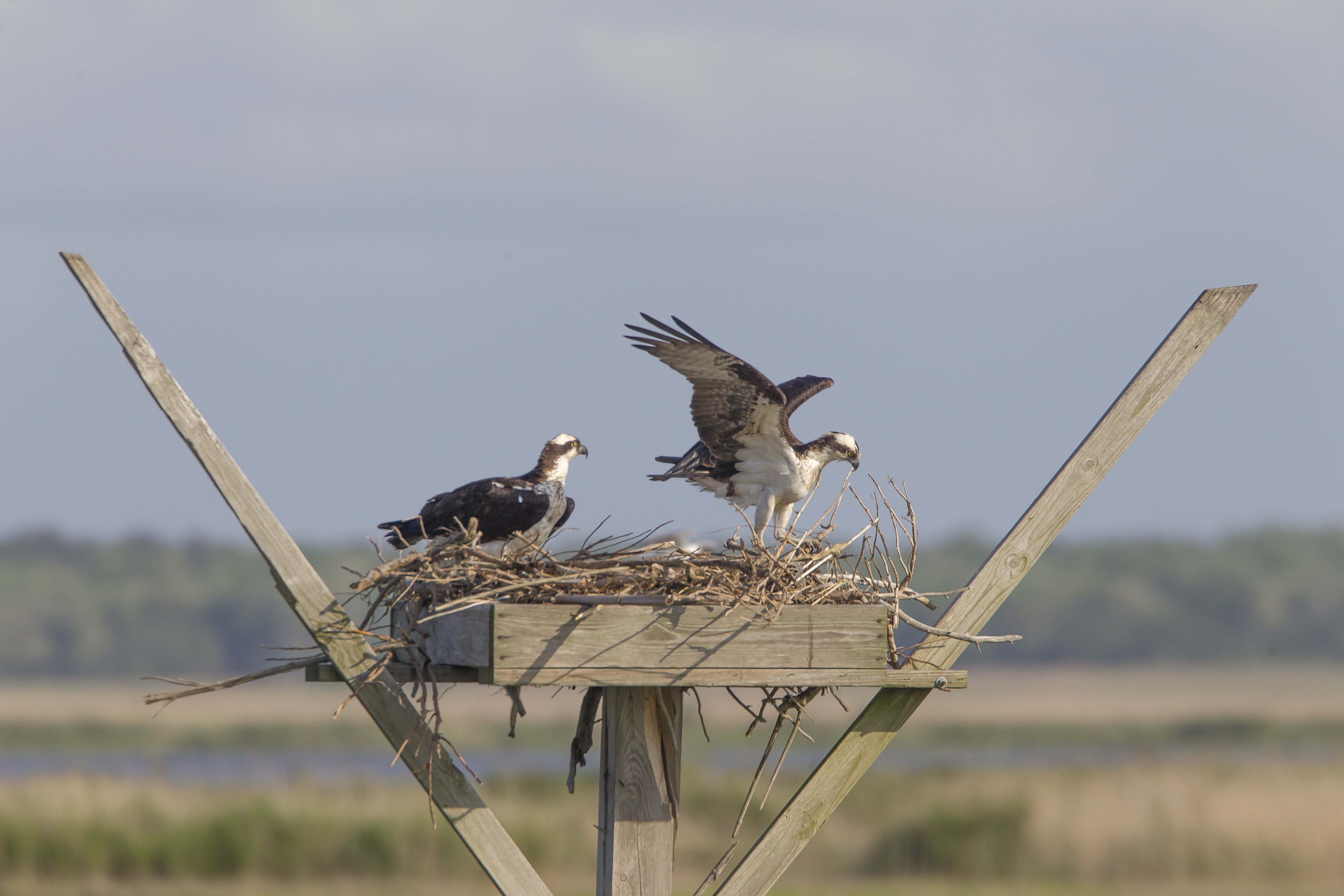 Ospyeys rearrange nest v1_43G2484 2
