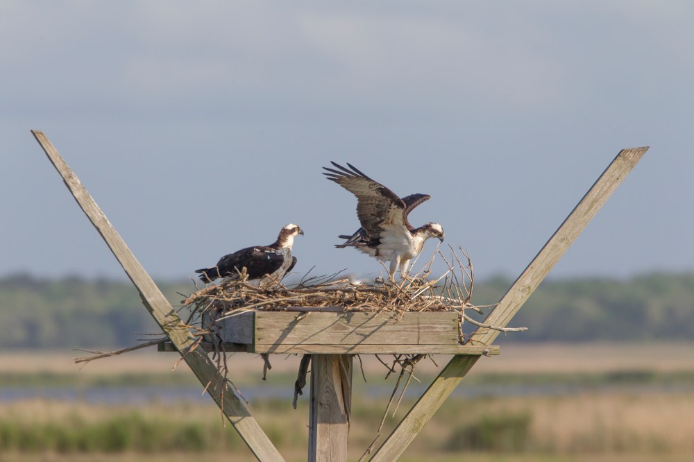 Ospyeys rearrange nest v1_43G2484 2