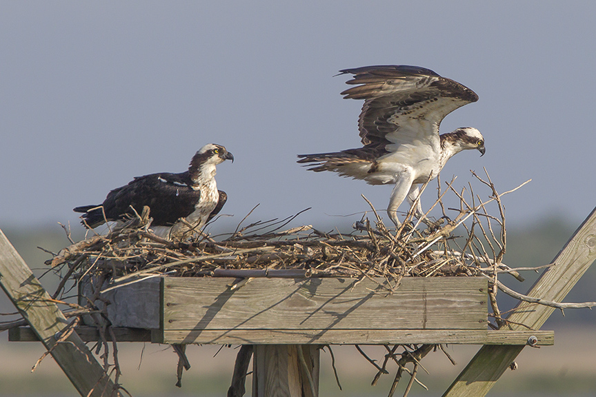 Ospyeys rearrange nest v3_43G2482 2