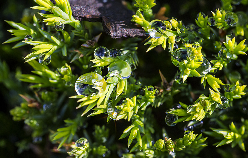 Raindrops 5 8img_stk8