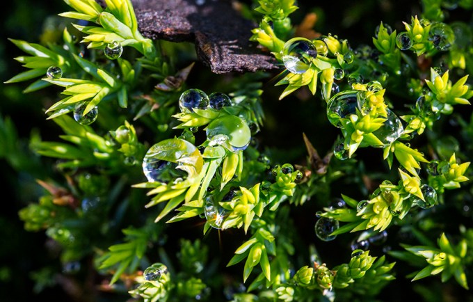 Raindrops 5 8img_stk8