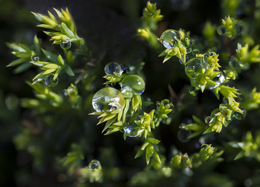 Raindrops stk 10a 7img