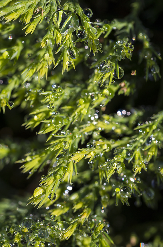 Raindrops stk 14_3img