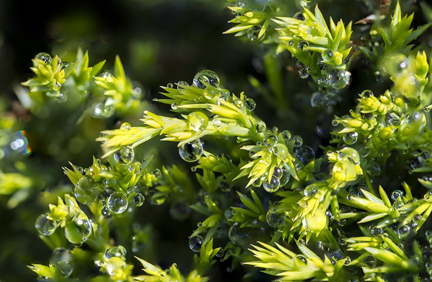 Raindrops stk 17 11img