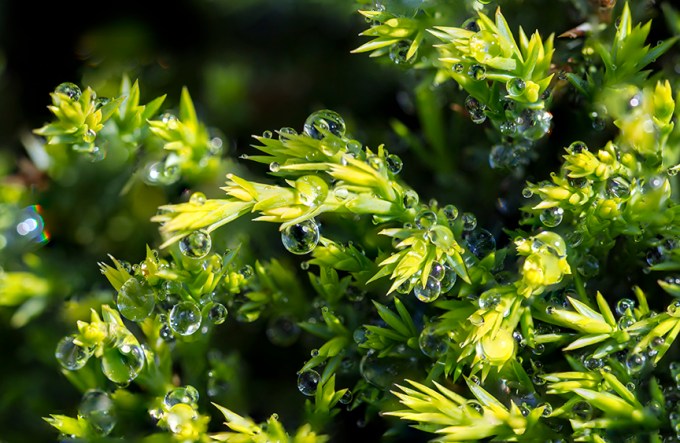 Raindrops stk 17 11img