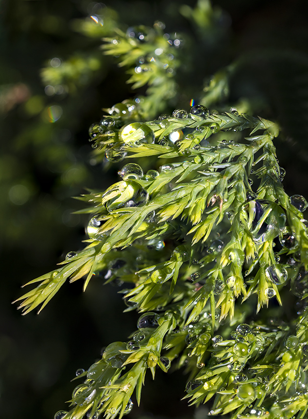 RainDrops stk_12_18img