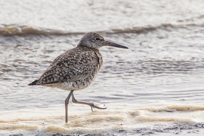 Sandpiper v2 Brig 5 17 _43G1217