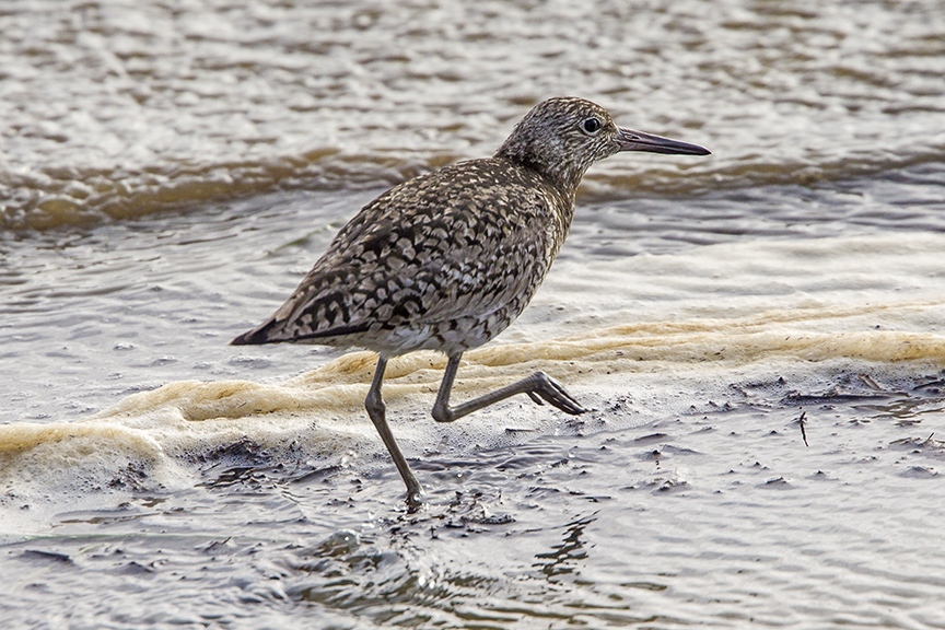 SandPiper v2_43G1211