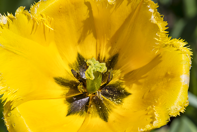 Tulip CU nik v3_43G9207