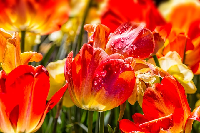 tulips LW 4 17 blnd 3 sht_nik 43G9226