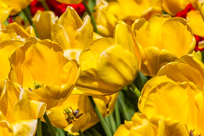 Tulips LW v1_43G9218