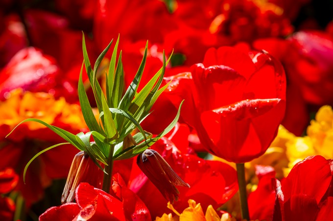 Tulips LW v1_43G9254