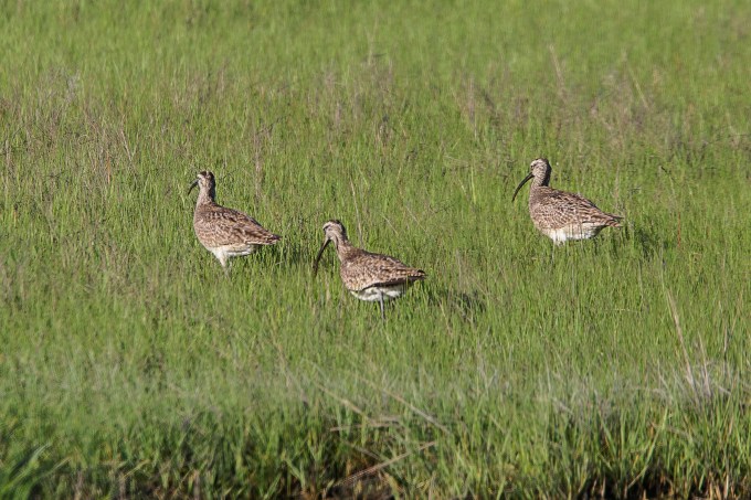 Whimbrel v2 Brig 5 17_43G2273 2