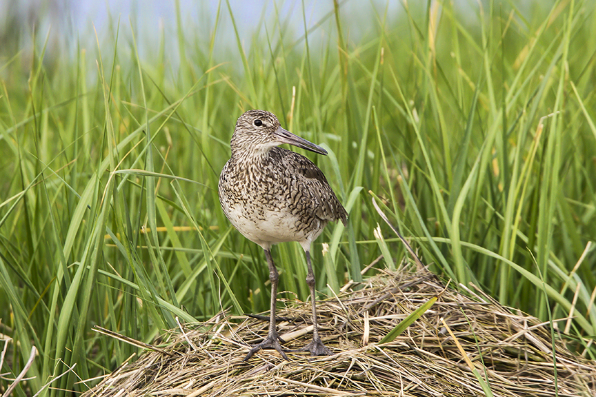 Willet v2 Brig 5 17_43G0690